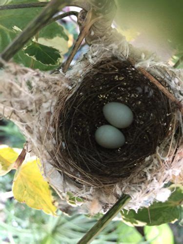 家裡有鳥來築巢|野鳥庭前築巢 預示居家風水好兆頭 